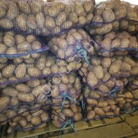 КАРТОФЕЛЬ ПРОДОВОЛЬСТВЕННЫЙ