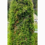 Туя 4 ствола выше 3 метров, сосна от 30-40 см до 4 м, хворост натуральный.