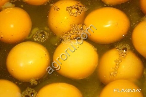 Яичный порошок, меланж