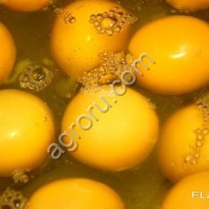 Яичный порошок, меланж