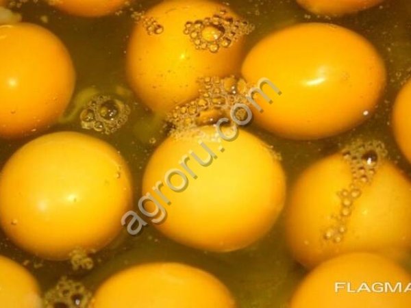 Яичный порошок, меланж