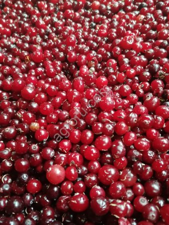 Клюква замороженая