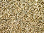Семена пшеницы
