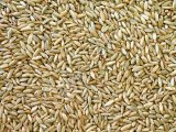 Семена пшеницы