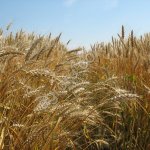 ячмень фуражный в мешках