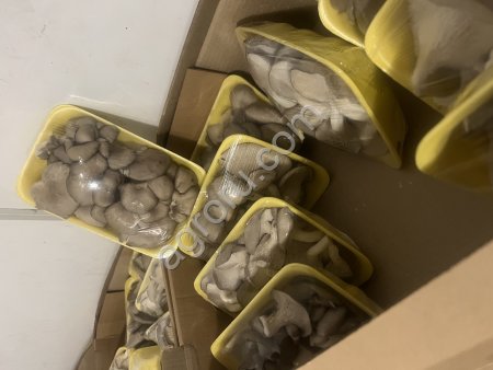 грибы вешенки свежие собственное производство.Упаковка ,фасовка все соответствующие сертификаты