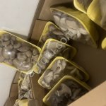 грибы вешенки свежие собственное производство.Упаковка ,фасовка все соответствующие сертификаты