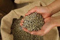 Кофе в зернах зеленый опт