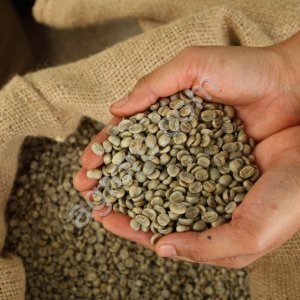 Кофе в зернах зеленый опт
