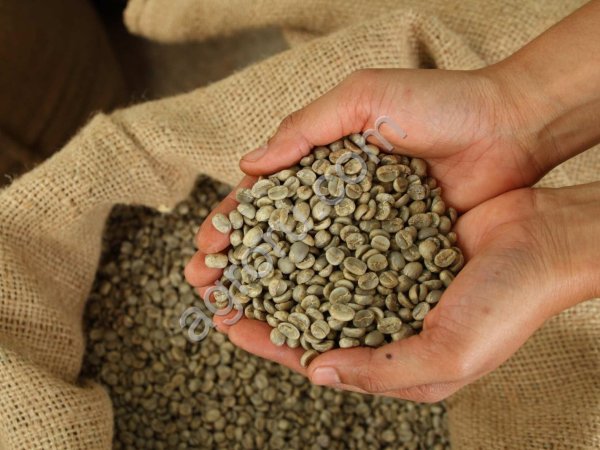 Кофе в зернах зеленый опт