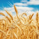 Пшеница