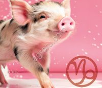 Заменитель свиноматочного молока «КапиМилк 22»