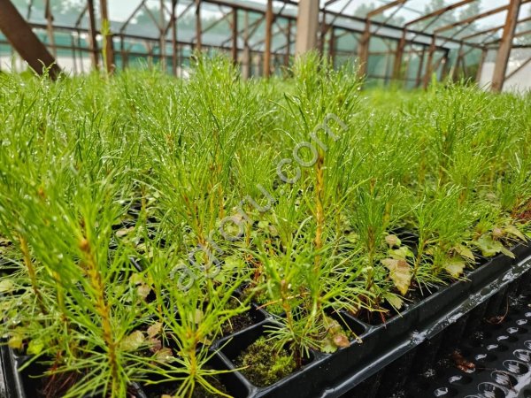 Сеянцы сосны с ЗКС