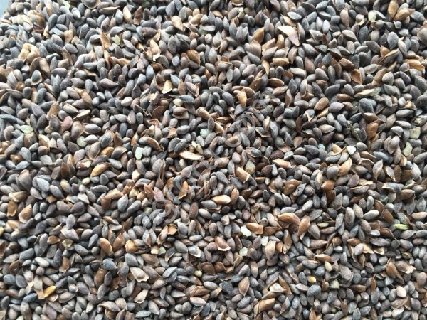 Семена  ели голубой