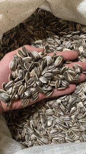 Семена подсолнечника