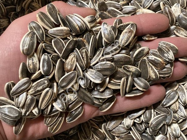 Семена подсолнечника