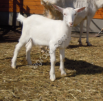 Зааненские козлята от высокоудойных коз с документами