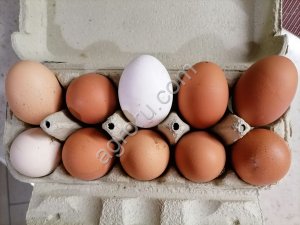 Яйцо домашнее куриное