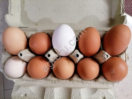 Яйцо домашнее куриное