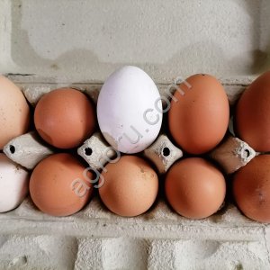 Яйцо домашнее куриное