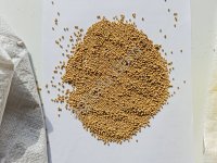 Белая горчица