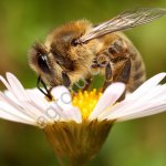 Пчелопакеты