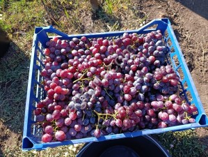 Виноград