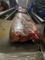 Кета ПБГ с нерестовыми изменениями