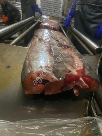 Кета ПБГ с нерестовыми изменениями