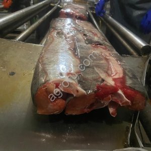 Кета ПБГ с нерестовыми изменениями
