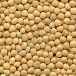 Чечевица зелёная