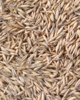 Овес кормовой