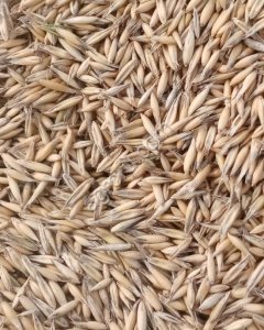 Овес кормовой