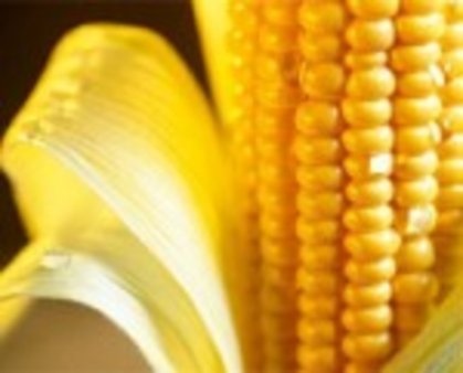 Украина. Кукуруза - лидер в зерновом сегменте