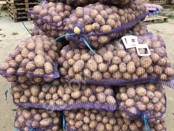 Картофель ГАЛА оптом от 20 тонн от производителя.