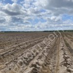 картофель семенной Ривьера, Коломбо, Аризона, Ред Скарлет