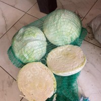 Капуста