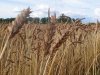 15% азербайджанского импорта из стран СНГ приходится на зерно