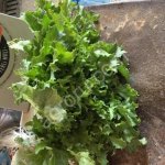 Салат Романо оптом экспортного качества