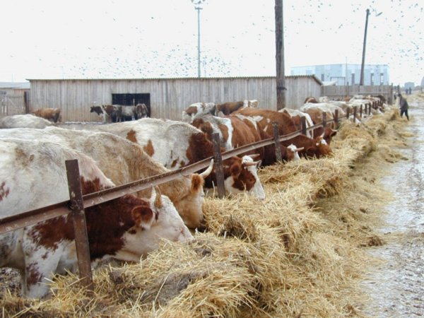 Зональное совещание