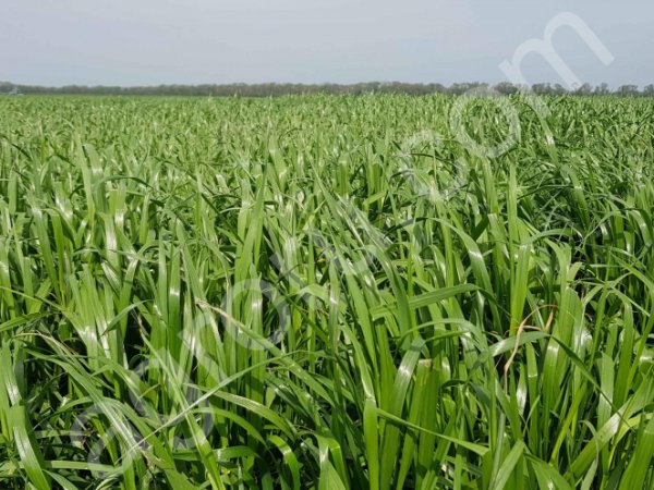Райграс (Lolium multiflorum) Медоакус (Medoacus) семена