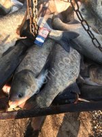 Живая рыба Белый амур, Карп, Толстолобик, Карась