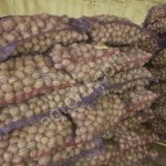 Картофель продовольственный и семенной