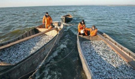 Более пяти тысяч тонн дальневосточной рыбы отправились заказчикам по всей России
