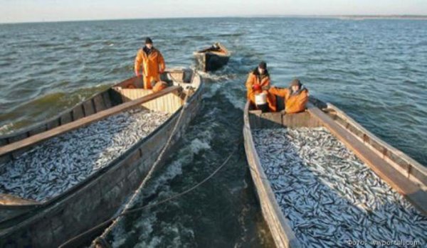 Более пяти тысяч тонн дальневосточной рыбы отправились заказчикам по всей России