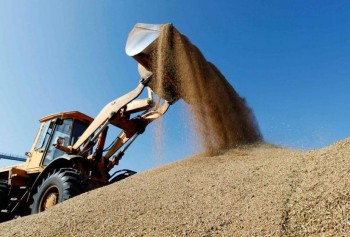 Минсельхоз не исключил ужесточения ограничений на экспорт зерна