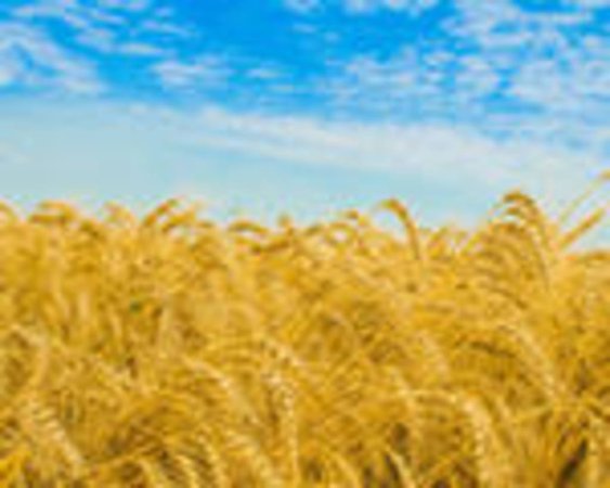 В Грузии началась уборка пшеницы