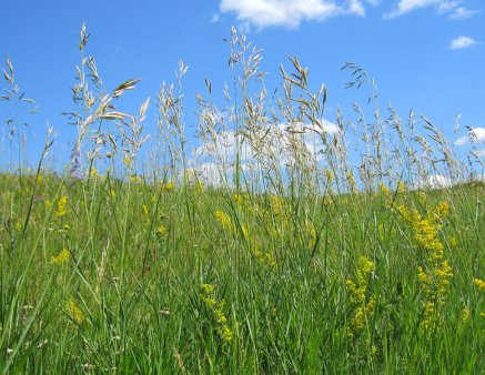 Укос многолетних трав закончить за 10 дней