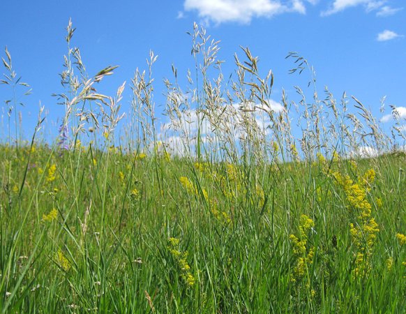 Укос многолетних трав закончить за 10 дней