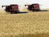 Египет закупает американскую пшеницу